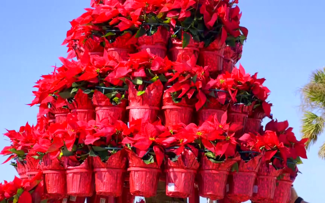 Fort Myers Beach continues tradition of poinsettia Christmas tree despite Ian
